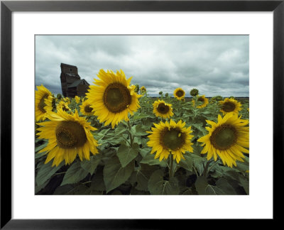 Field Of Sunflowers by Annie Griffiths Belt Pricing Limited Edition Print image