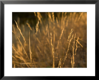 Prairie Grass At The Charles M. Russell National Wildlife Refuge by Joel Sartore Pricing Limited Edition Print image