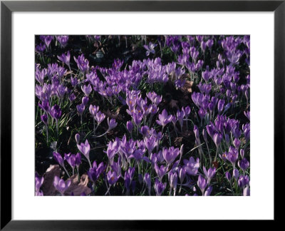 Purple Violets Signal That Spring Is Starting, Washington, D.C. by Stacy Gold Pricing Limited Edition Print image