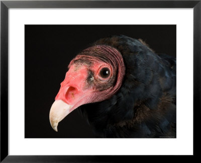 Portrait Of A Turkey Vulture, Lincoln, Nebraska by Joel Sartore Pricing Limited Edition Print image