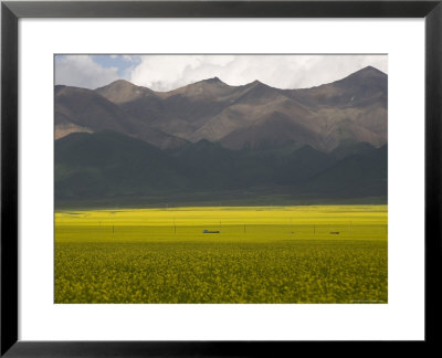 Mountains And Rapeseed Fields, Qinghai, China by David Evans Pricing Limited Edition Print image