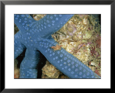 Small Crab Crawls Across A Blue Starfish by Wolcott Henry Pricing Limited Edition Print image