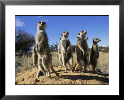 Group Of Meerkats Standing Guard by Mattias Klum Pricing Limited Edition Print image