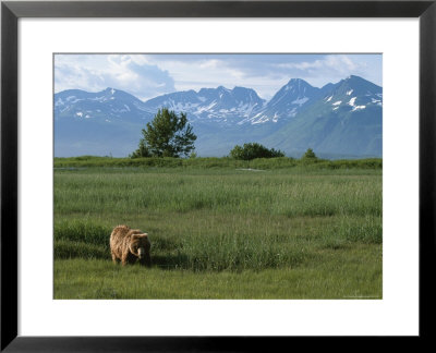 An Alaskan Brown Bear In A Meadow At The Foot Of The Aleutian Range by Roy Toft Pricing Limited Edition Print image