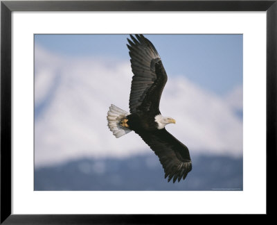 Bald Eagle In Flight With Snowy Mountains In Background by John Eastcott & Yva Momatiuk Pricing Limited Edition Print image