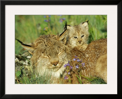 Mother Canadian Lynx Rests As Her Young Looks Around by Norbert Rosing Pricing Limited Edition Print image