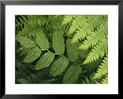 Close Up Detail Of A Fern Frond And Vining Plant by Melissa Farlow Pricing Limited Edition Print image