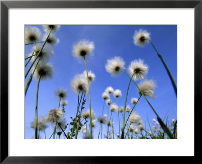 Wind Blown Cotton Grass, Barrow, Alaska by Joel Sartore Pricing Limited Edition Print image