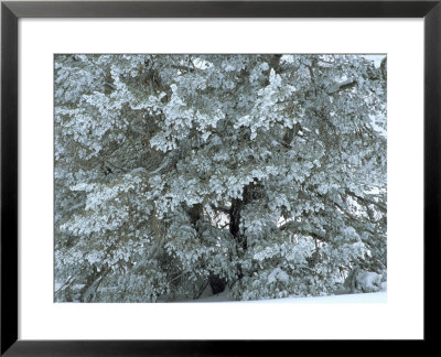 Bristlecone Pine Tree Blanketed In Snow, White Mountain National Forest, California by Tim Laman Pricing Limited Edition Print image