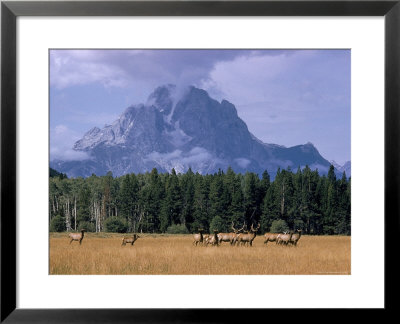 Elk Grazing In Foreground With Mt. Moran In The Background by Eliot Elisofon Pricing Limited Edition Print image