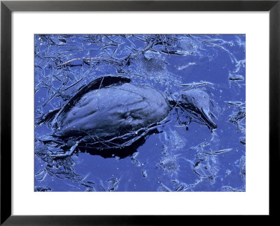 Dead Bluebill Duck, Lying On Its Side, Eyes Open, In An Oil Spill From Greek Tanker Delian Apollon by George Silk Pricing Limited Edition Print image