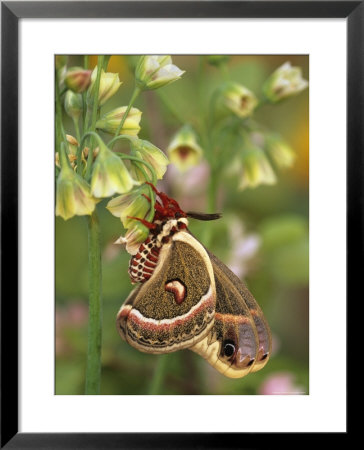 Cecropia Moth On Alium Flowers by Nancy Rotenberg Pricing Limited Edition Print image