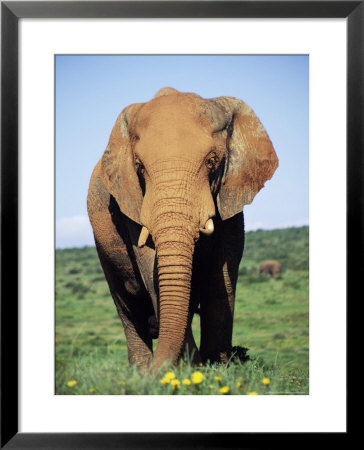 African Elephant, Loxodonta Africana, Covered In Mud, Addo, South Africa, Africa by Ann & Steve Toon Pricing Limited Edition Print image