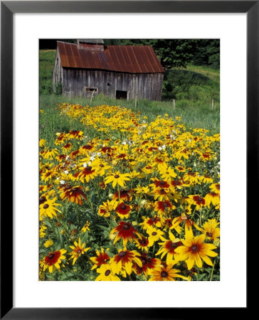 Hirta Daisy And Barn, Waits River, Vermont, Usa by Darrell Gulin Pricing Limited Edition Print image