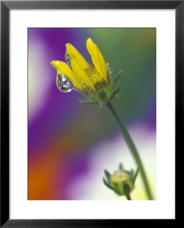 Dew Drop On Convolutus Flower, Sammamish, Washington, Usa by Darrell Gulin Pricing Limited Edition Print image