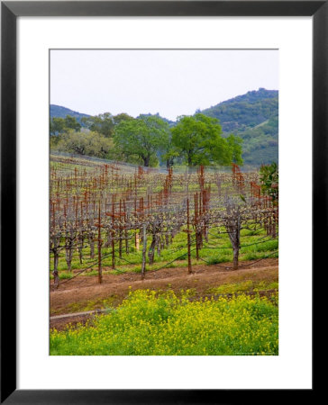 Vineyards In Early Spring, Sonoma Valley, California, Usa by Julie Eggers Pricing Limited Edition Print image