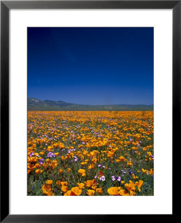 Poppies And Gilia Purple, Antelope Valley, California, Usa by Terry Eggers Pricing Limited Edition Print image