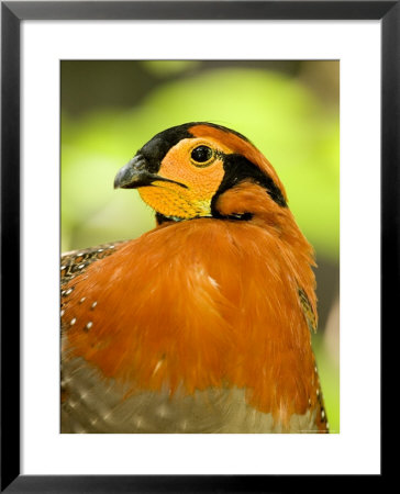 Closeup Of A Blyth's Tragopan by Tim Laman Pricing Limited Edition Print image