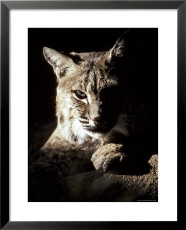 Bobcat Sitting In A Ray Of Sun, Relaxed With A Predator's Stare by Jason Edwards Pricing Limited Edition Print image