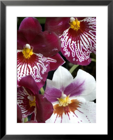 Four Exotic Orchid Blossoms, Groton, Connecticut by Todd Gipstein Pricing Limited Edition Print image