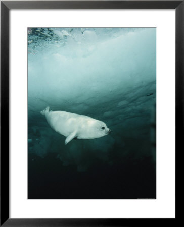 Harp Seal Pup Swims Under Ice Covered Water by Brian J. Skerry Pricing Limited Edition Print image