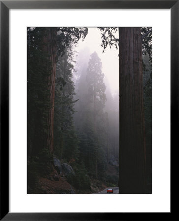 Sequoia Trees Dwarf A Car Traveling Through Sequoia National Forest by Carsten Peter Pricing Limited Edition Print image