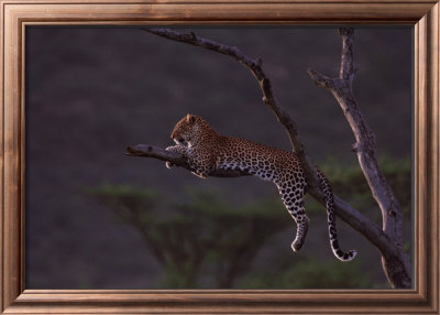 Leopard, Panthera, Masai-Mara Kenya by Michel & Christine Denis-Huot Pricing Limited Edition Print image