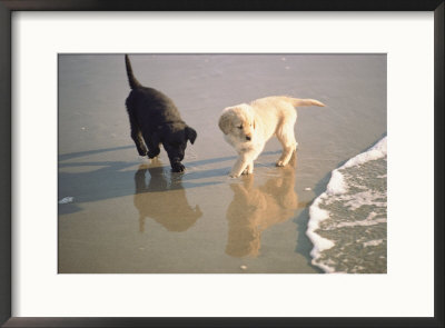 Two Retriever Pups Walk In  The Surf At A Beach by Bill Curtsinger Pricing Limited Edition Print image