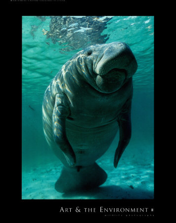 West Indian Manatee by Brandon Cole Pricing Limited Edition Print image