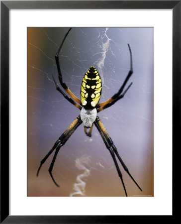 Spider On Its Web by Jim Mcguire Pricing Limited Edition Print image