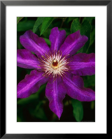 Clematis The President (Travellers Joy), Early Large Flowered Climber, Large Purple Flower by Mark Bolton Pricing Limited Edition Print image