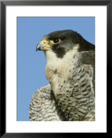 Peregrine Falcon, Close-Up Portrait Of Adult Male, Uk by Mark Hamblin Pricing Limited Edition Print image
