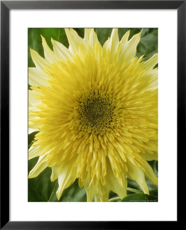 Helianthus Annuus, Starburst Lemon Aura, September by Chris Burrows Pricing Limited Edition Print image