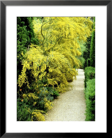 Bright Yellow Flowering Spiny Shrub Genista Syn. Chamaespartium (Broom), Oxfordshire Garden by David Dixon Pricing Limited Edition Print image