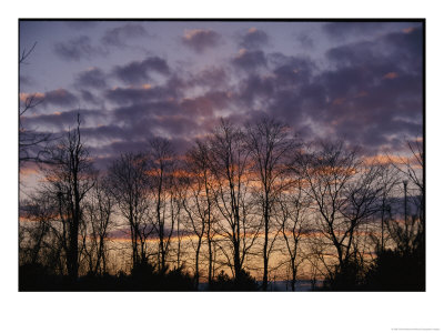 Twilight Sky Over A Grove Of Trees by Vlad Kharitonov Pricing Limited Edition Print image