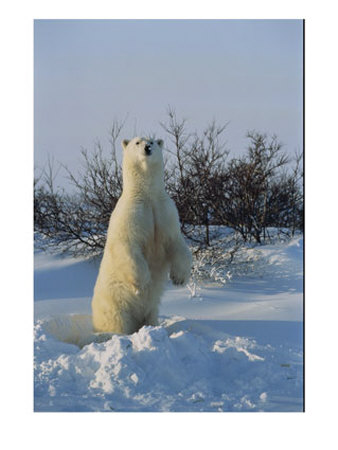 A Polar Bear Standing On Its Hind Legs by Norbert Rosing Pricing Limited Edition Print image