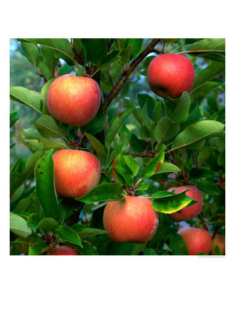 Ripe Apples On A Tree At The Apple Farm, Anderson Valley, Mendocino, California, Usa by Wes Walker Pricing Limited Edition Print image
