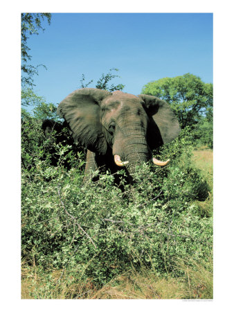Wild Elephant, Zimbabwe by Jacob Halaska Pricing Limited Edition Print image