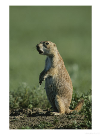 A Prairie Dog (Cynomys Sp.) Scans Its Territory For Predators by Michael Melford Pricing Limited Edition Print image
