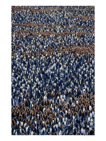 Colony Of King Penguins At Salisbury Plain, Bay Of Isles, South Georgia, Antarctica by Tony Wheeler Pricing Limited Edition Print image