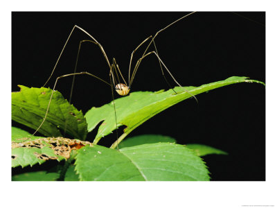 A Daddy-Long-Legs Spider Walks Across A Leaf by Brian Gordon Green Pricing Limited Edition Print image