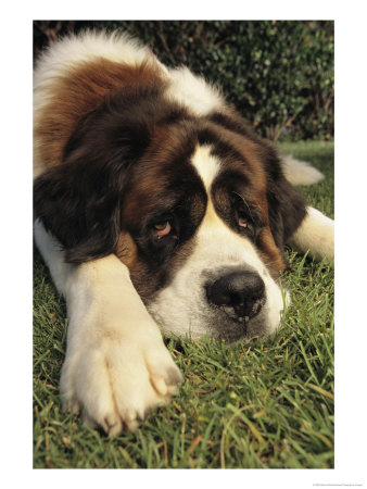 Portrait Of A Sad-Eyed Saint Bernard Dog by Steve Winter Pricing Limited Edition Print image