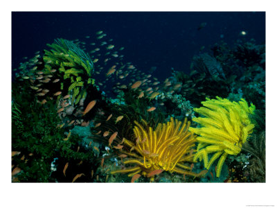 Small Fishes Swim Amongst Corals And Crinoids On A Reef by Wolcott Henry Pricing Limited Edition Print image