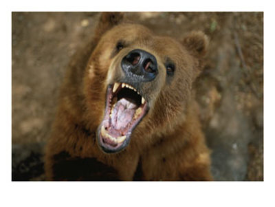 A Trained Kodiak Bear With Its Mouth Open Wide In A Roar by Joel Sartore Pricing Limited Edition Print image