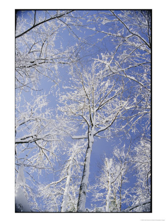Snow-Covered Trees by Vlad Kharitonov Pricing Limited Edition Print image