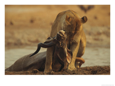 A Lioness Dispatches A Kudu by Beverly Joubert Pricing Limited Edition Print image