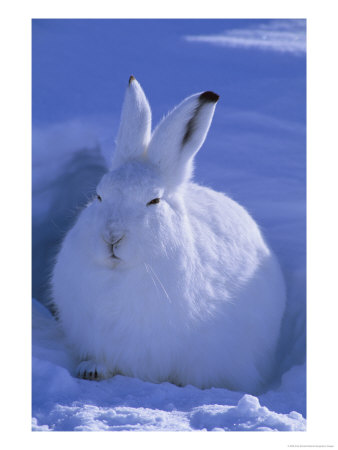 A Portrait Of An Arctic Hare by Paul Nicklen Pricing Limited Edition Print image