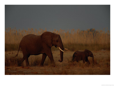 Juvenile And Adult African Elephants Moving Through The Grass by Beverly Joubert Pricing Limited Edition Print image