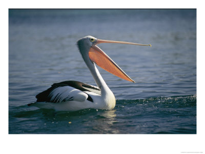 Pelican With Its Mouth Open by Nick Caloyianis Pricing Limited Edition Print image