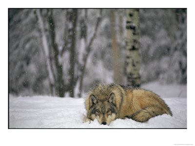 Gray Wolf In The New-Fallen Snow At The International Wolf Center by Joel Sartore Pricing Limited Edition Print image
